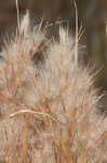 Bushy bluestem